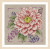 Blooming Blush / PN199794