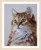 Purrfect Stare / PN203542