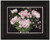 Helleborus Pink Roses / PN21224