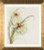 Orchid / PN8014