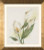 Calla Lily / PN8015