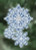 Snowflakes (2010) / MH180303