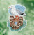 Seagull (2017) / MH181716