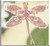 Rose Dragonfly (2000) / MHDF5