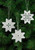 Hardanger White Star Ornaments (Set of 3 assorted) / 015620 WI