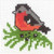 Bullfinch / 140205 WI