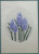 Floral w/Card-Hydrangia / 178339 WI