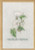 Calystegia / 701832 WI
