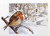 Robin / 706111 WI
