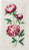Roses Flowers / 904838 WI
