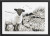 Sheep / 920733 WI