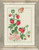 Strawberry / 929169 WI