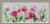 Spring Tulips / RL100052