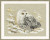 White Owl / RL1241