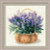 French Lavender / RL1404