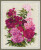 Sweet William / RL1463