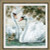 White Swans / RL1726