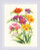 Fragrant Freesia / RL1821