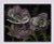Lace Poppies / RL1991