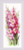 Charming Gladioli / RL1994