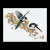 Magpie / GOK1075