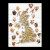 Sheep Map / GOK1076A