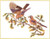 Birds On Branch / GOK2022