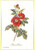Red Roses / GOK2029