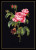 Roses / GOK2030B