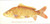 Fish / GOK2045