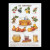 Fruits / GOK2081