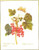 Currant Vine / GOK2084A