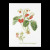 Strawberry / GOK2085