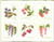 Six Berries / GOK2091A