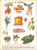 Soup Vegetables / GOK3027