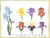 Iris Assortment / GOK3051A