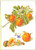 Oranges & Blossoms / GOK3061