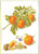 Oranges & Blossoms / GOK3061A