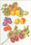 Assortment Of Fruit / GOK3062