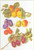 Assortment Of Fruit / GOK3062A