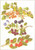Sprigs Of Berries / GOK3063A