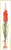 Red Gladiola / GOK3073