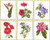 Six Floral Studies - 1 / GOK3081