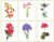 Six Floral Studies / GOK3082