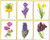 Six Floral Studies - 2 / GOK3083