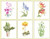 Six Floral Studies - 4 / GOK3086A