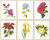 Flowers II - 6 Designs / GOK3087A