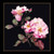 Pink Roses / GOK412B