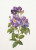 Rhapsody in Blue / GOK413