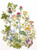 Wild Flowers / GOK424